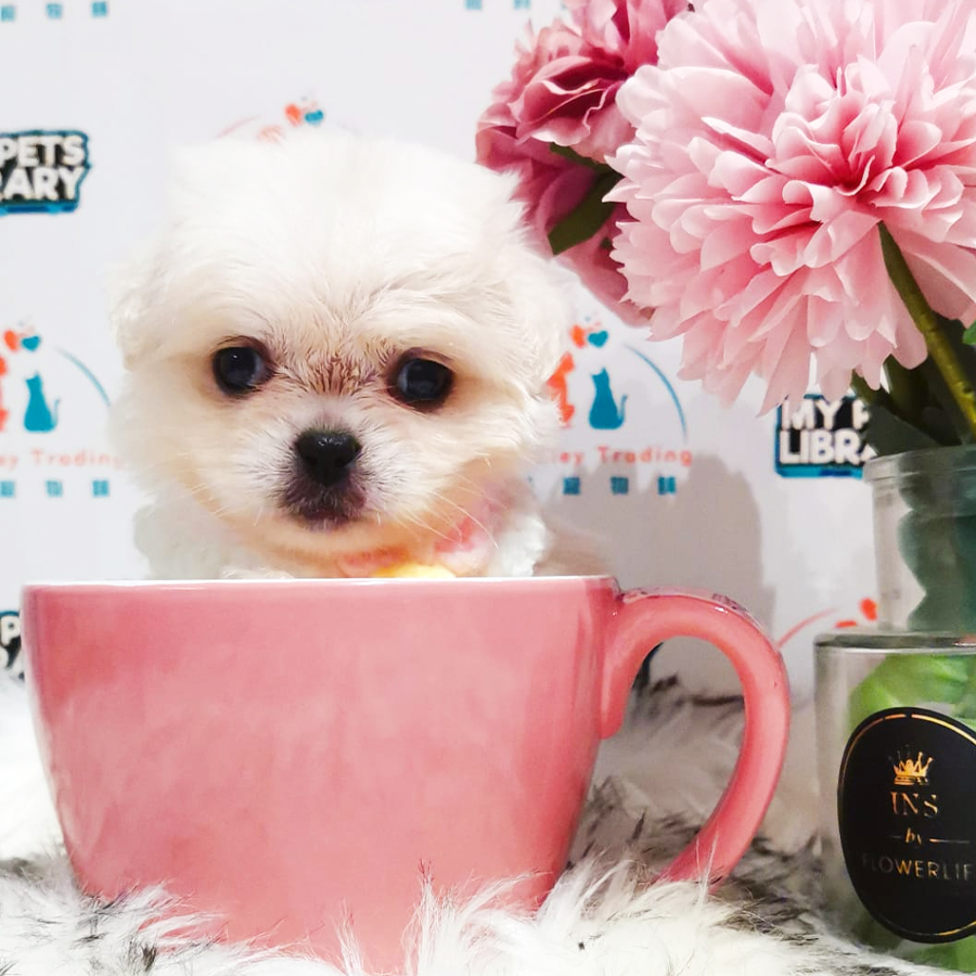 Maltipoo Puppy (Female) For Sale