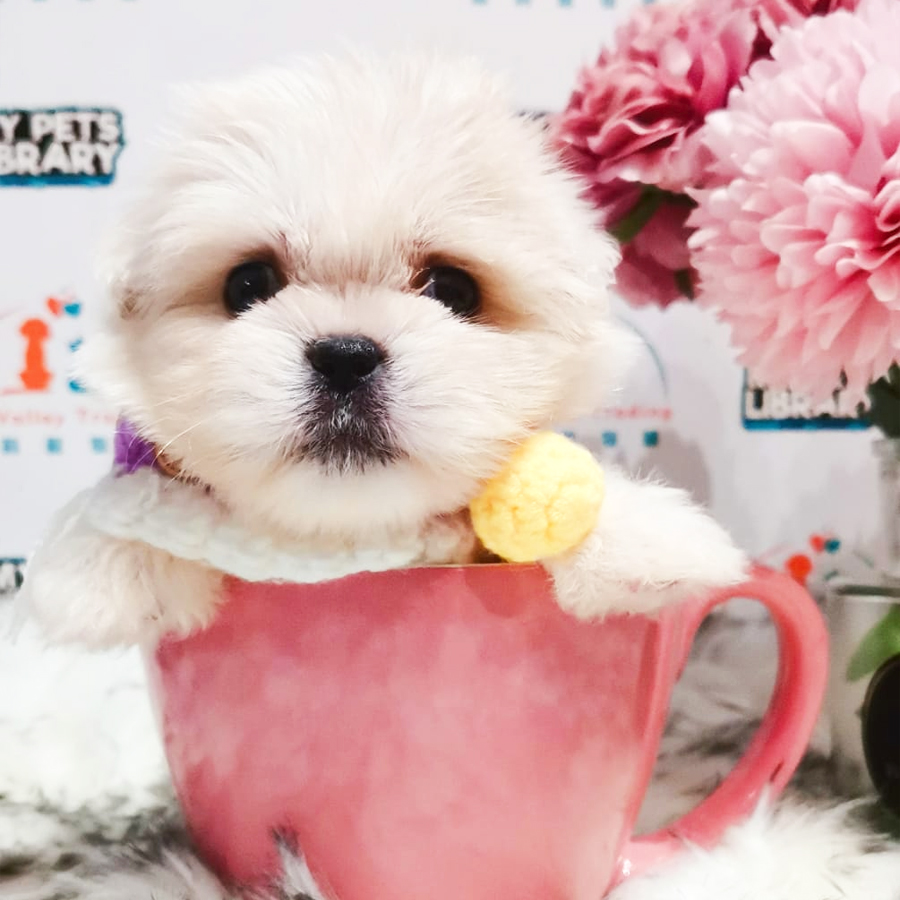 Maltese Puppy (Female) For Sale