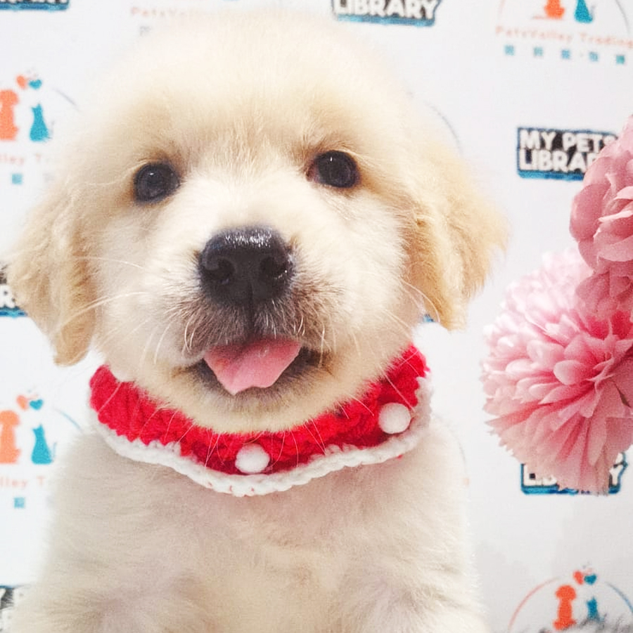 Golden Retriever Puppy (Male) For Sale
