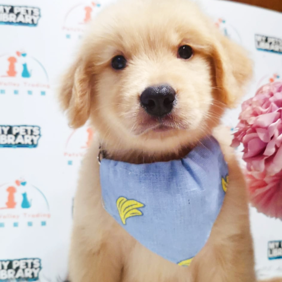 Golden Retriever Puppy (Male) For Sale