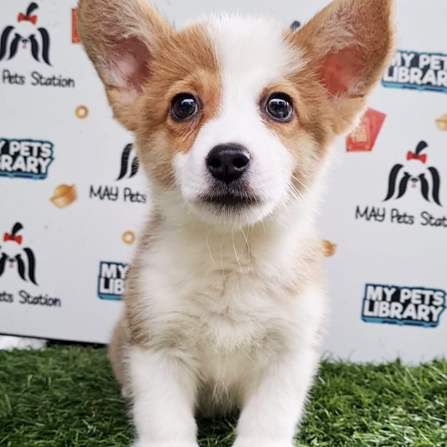 MKA Welsh Corgi Puppy (Male) For Sale