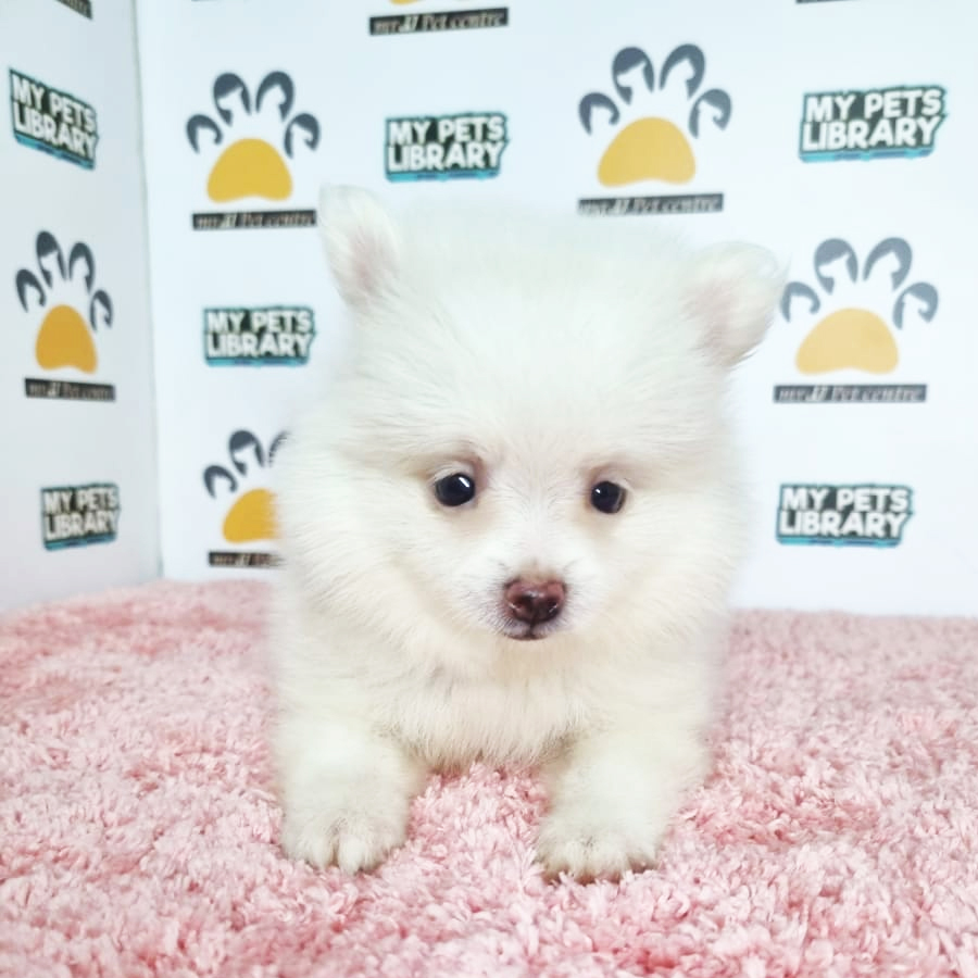 Pomeranian Puppy (Female) For Sale