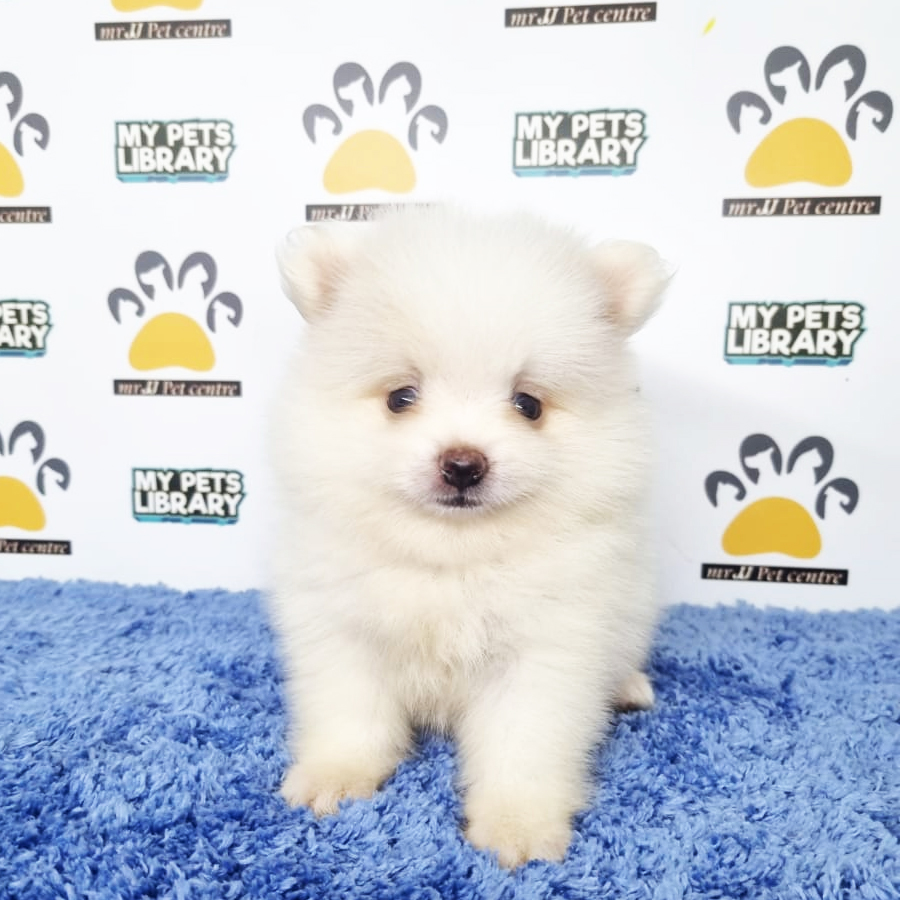 Pomeranian Puppy (Male) For Sale