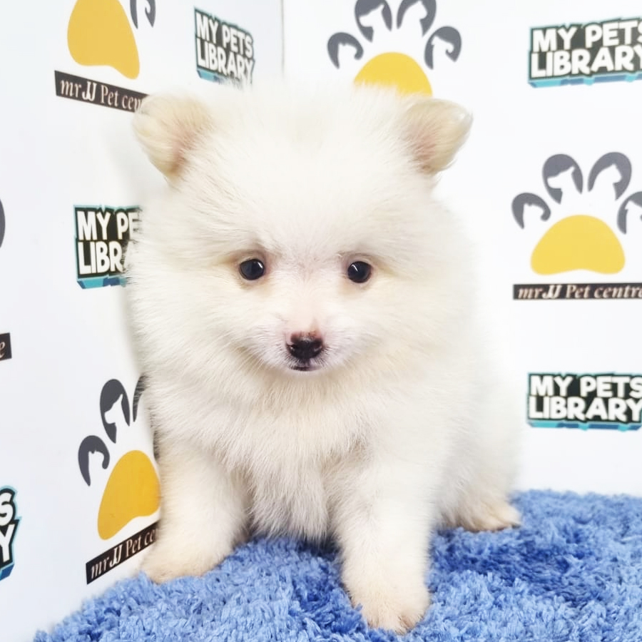 Pomeranian Puppy (Male) For Sale