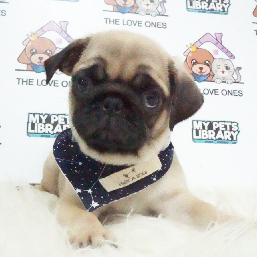Pug Puppy (Male) For Sale