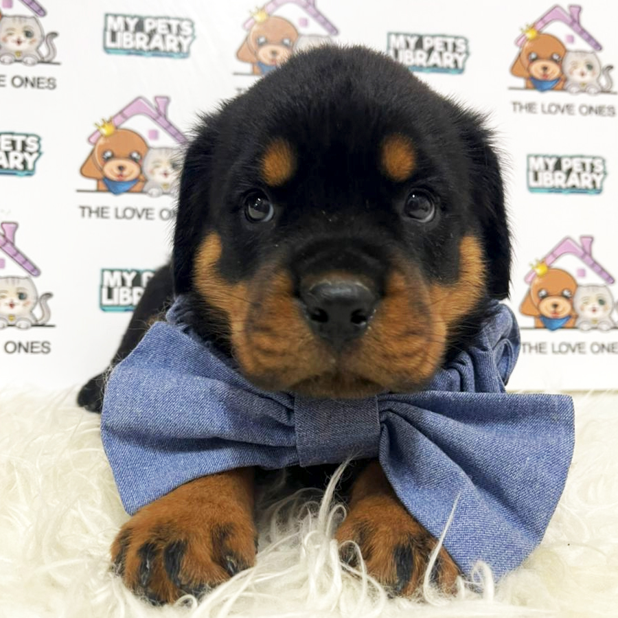 Rottweiler Puppy (Male) For Sale