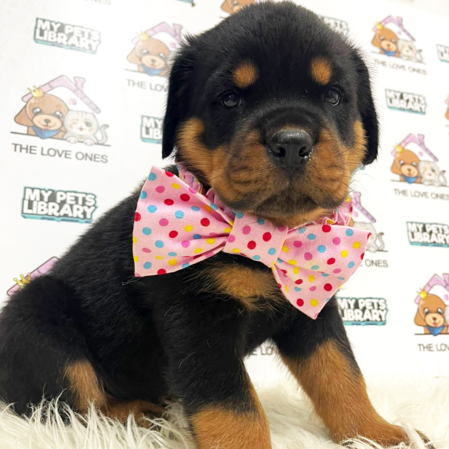 Rottweiler Puppy (Female) For Sale