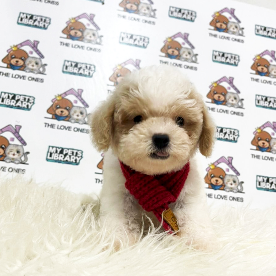 Tiny Poodle Puppy (Male) For Sale