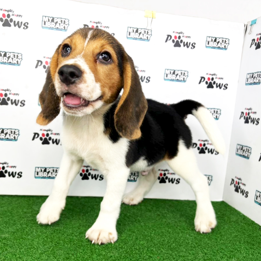 Beagle Puppy (Male) For Sale