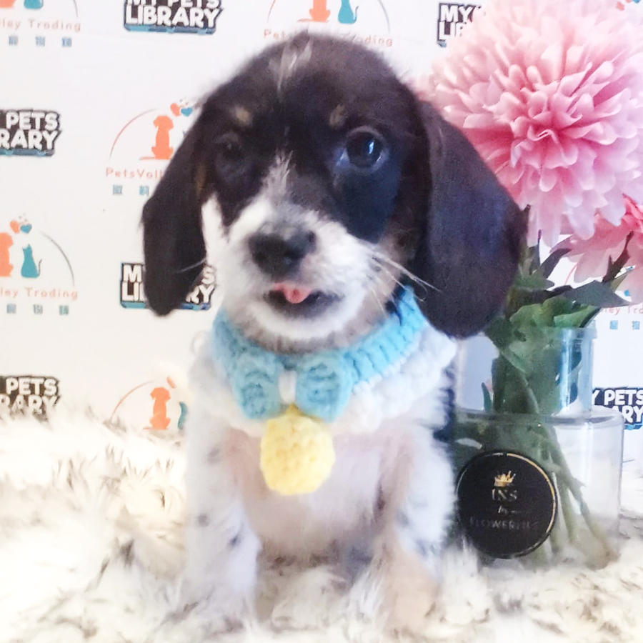 Poodle Mix Dachshund Puppy (Male) For Sale