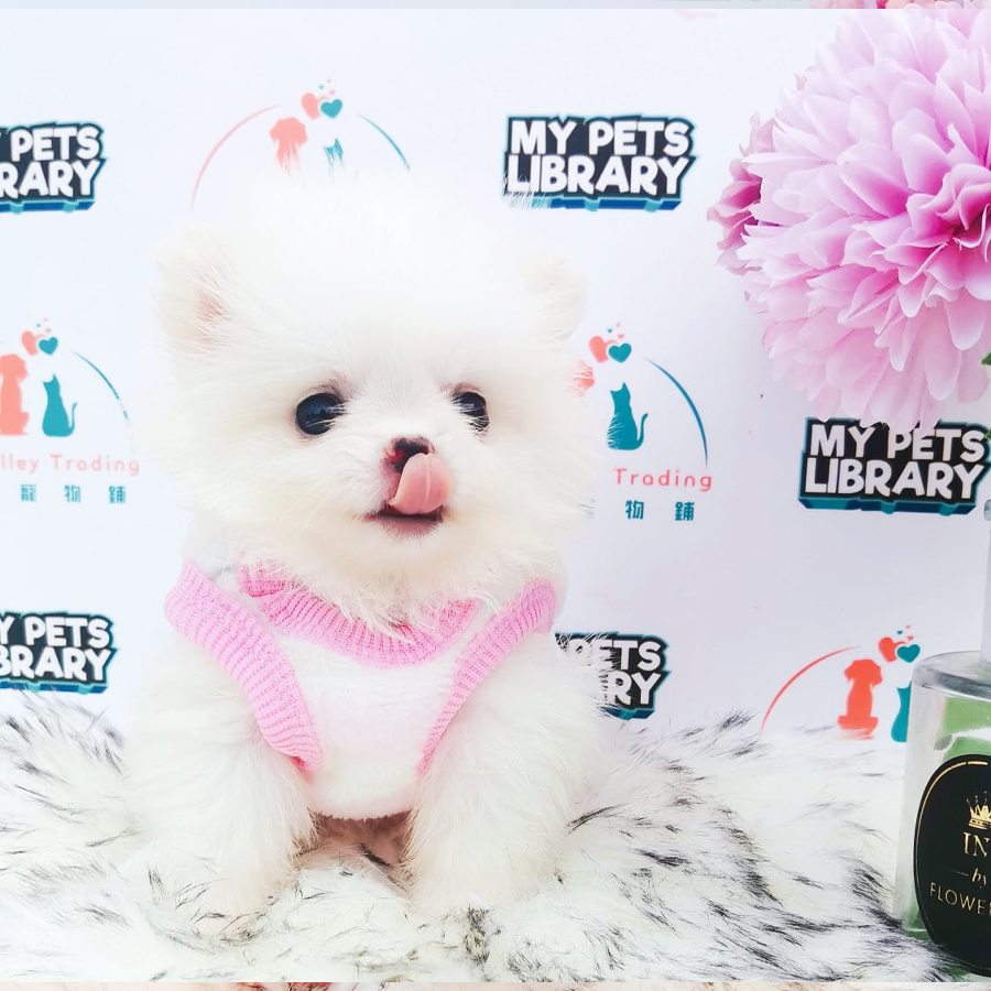 Pomeranian Puppy (Female) For Sale