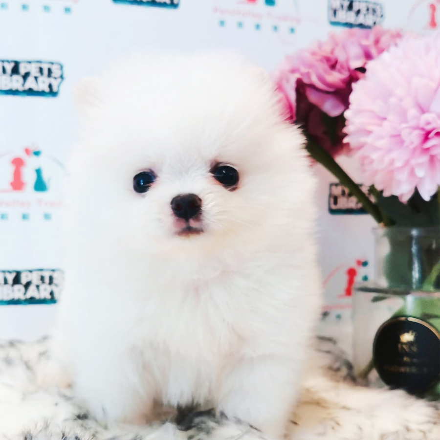 Pomeranian Puppy (Male) For Sale