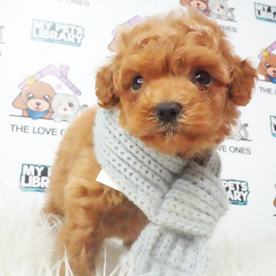 Tiny Poodle Puppy (Male) For Sale
