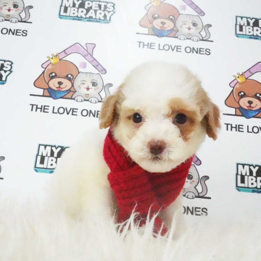 Tiny Poodle Puppy (Female) For Sale