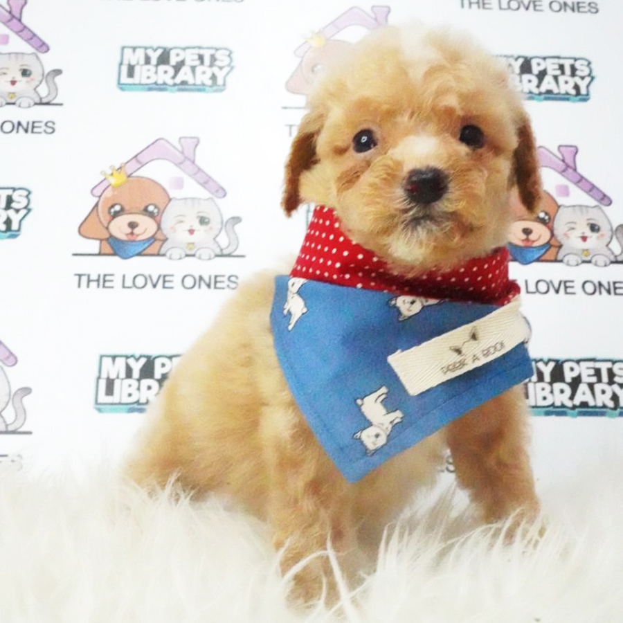 Tiny Poodle Puppy (Male) For Sale