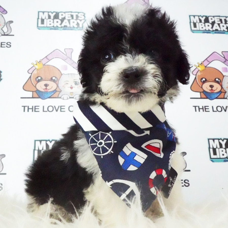 Tiny Poodle Puppy (Male) For Sale