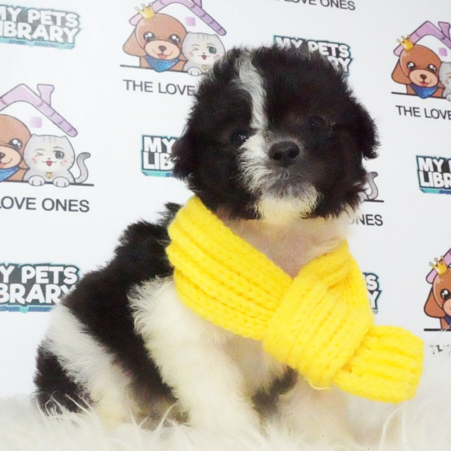 Tiny Poodle Puppy (Male) For Sale