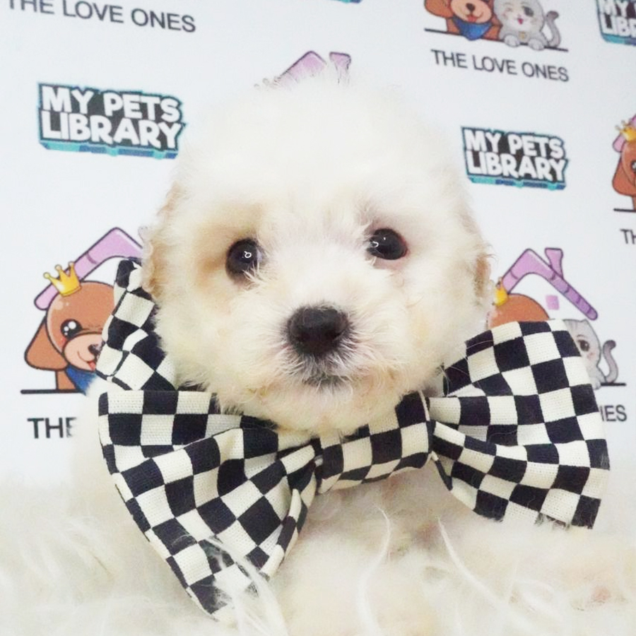 Tiny Poodle Puppy (Male) For Sale