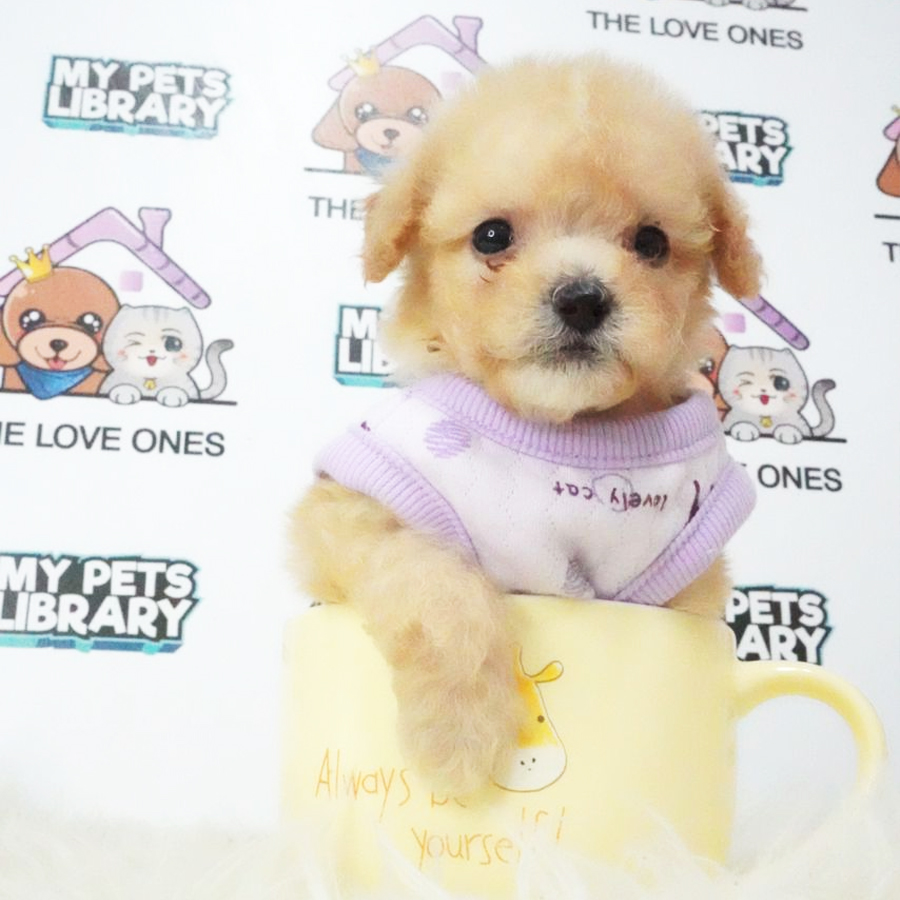 Tiny Poodle Puppy (Female) For Sale