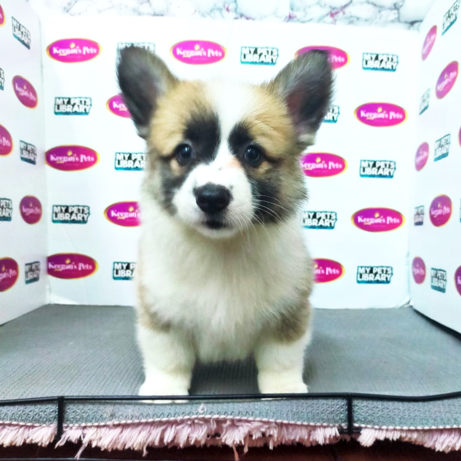 MKA Pembroke Welsh Corgi Puppy (Female) For Sale