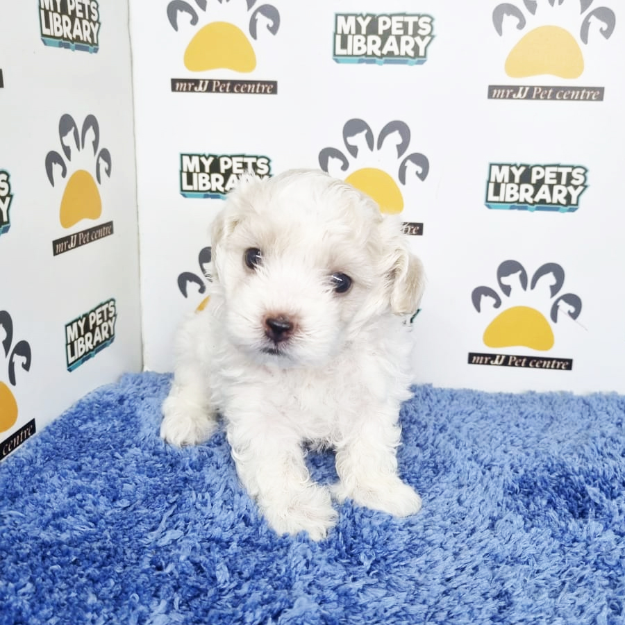 Toy Poodle Puppy (Male) For Sale