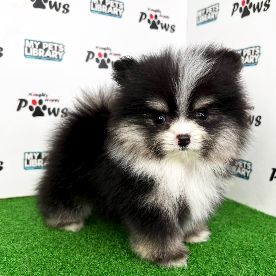 Pomeranian Puppy (Female) For Sale