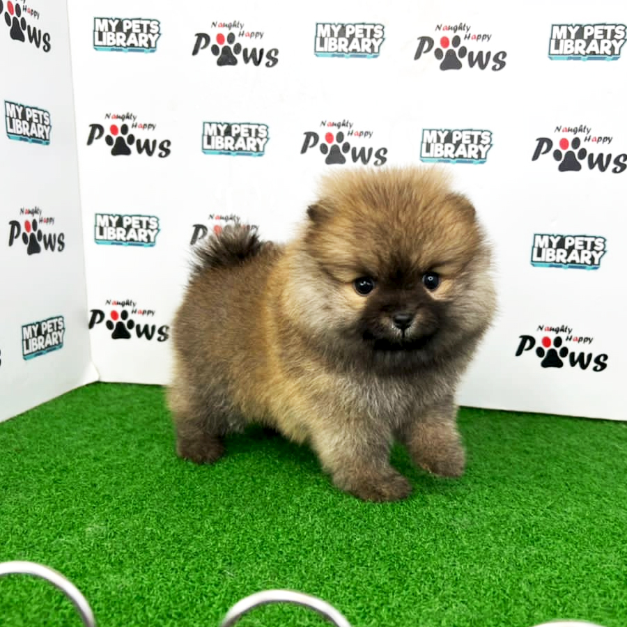 Pomeranian Puppy (Female) For Sale