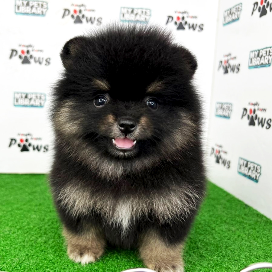 Pomeranian Puppy (Female) For Sale