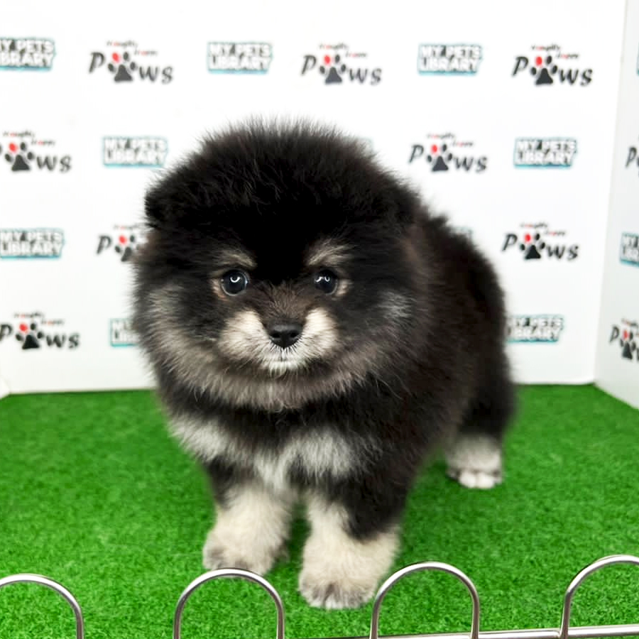 Pomeranian Puppy (Male) For Sale