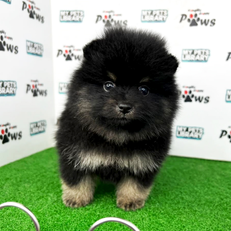 Pomeranian Puppy (Male) For Sale