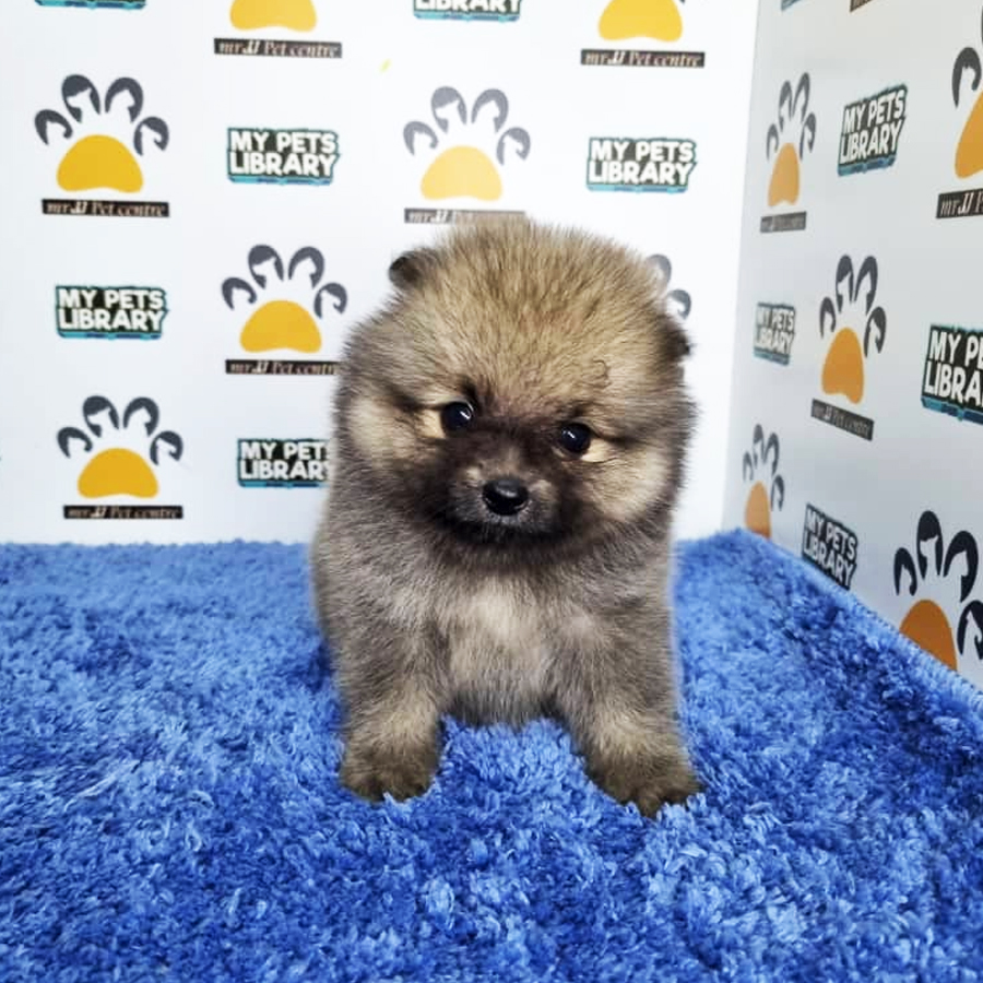Pomeranian Puppy (Male) For Sale