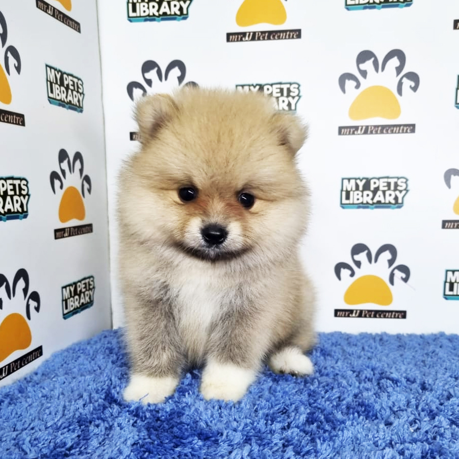 Pomeranian Puppy (Male) For Sale