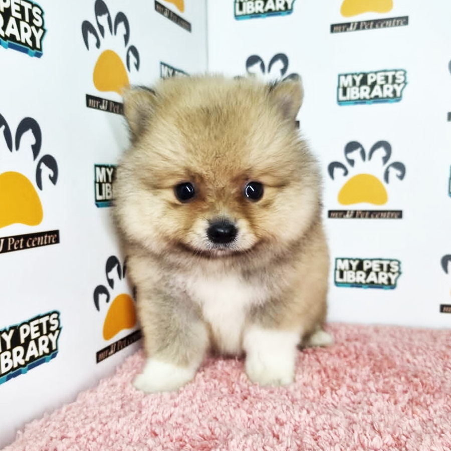 Pomeranian Puppy (Female) For Sale