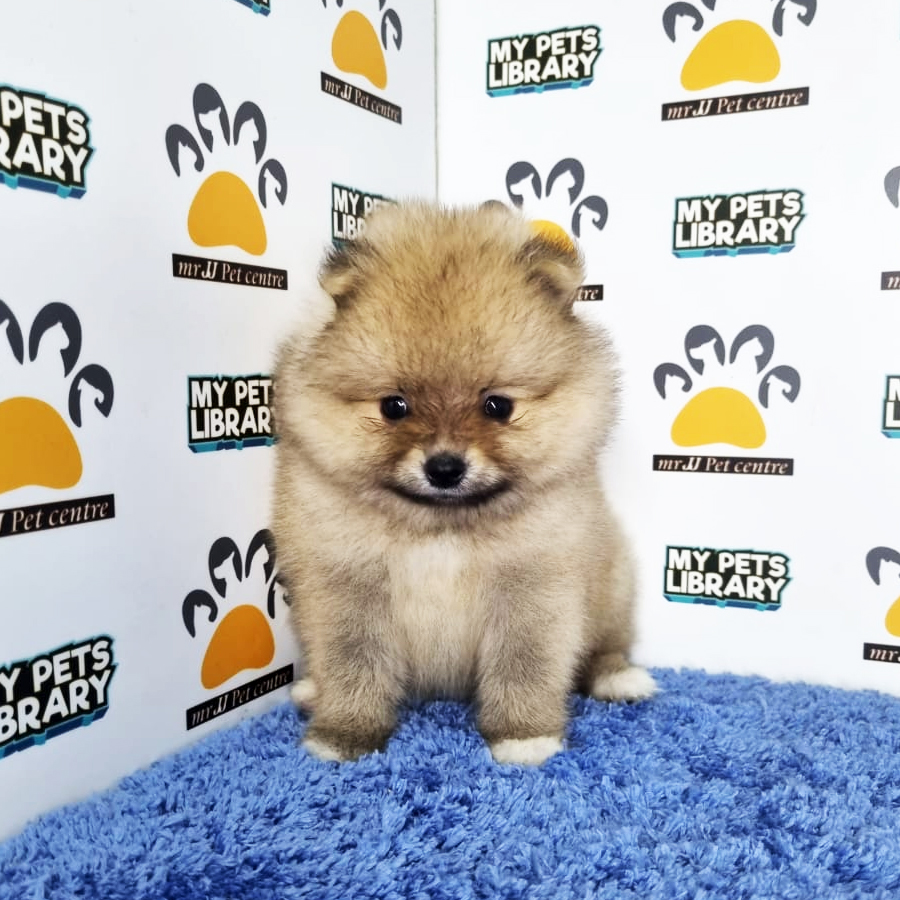 Pomeranian Puppy (Male) For Sale