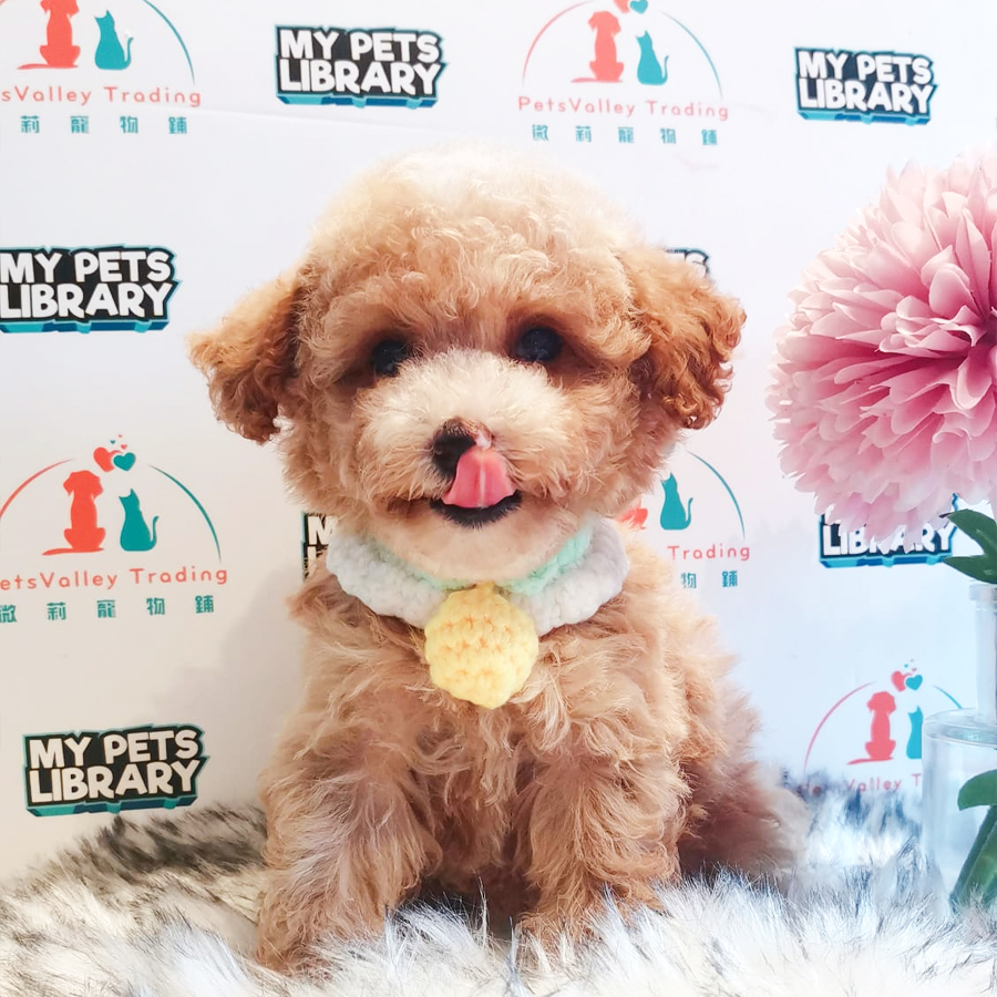 Toy Poodle Puppy (Female) For Sale