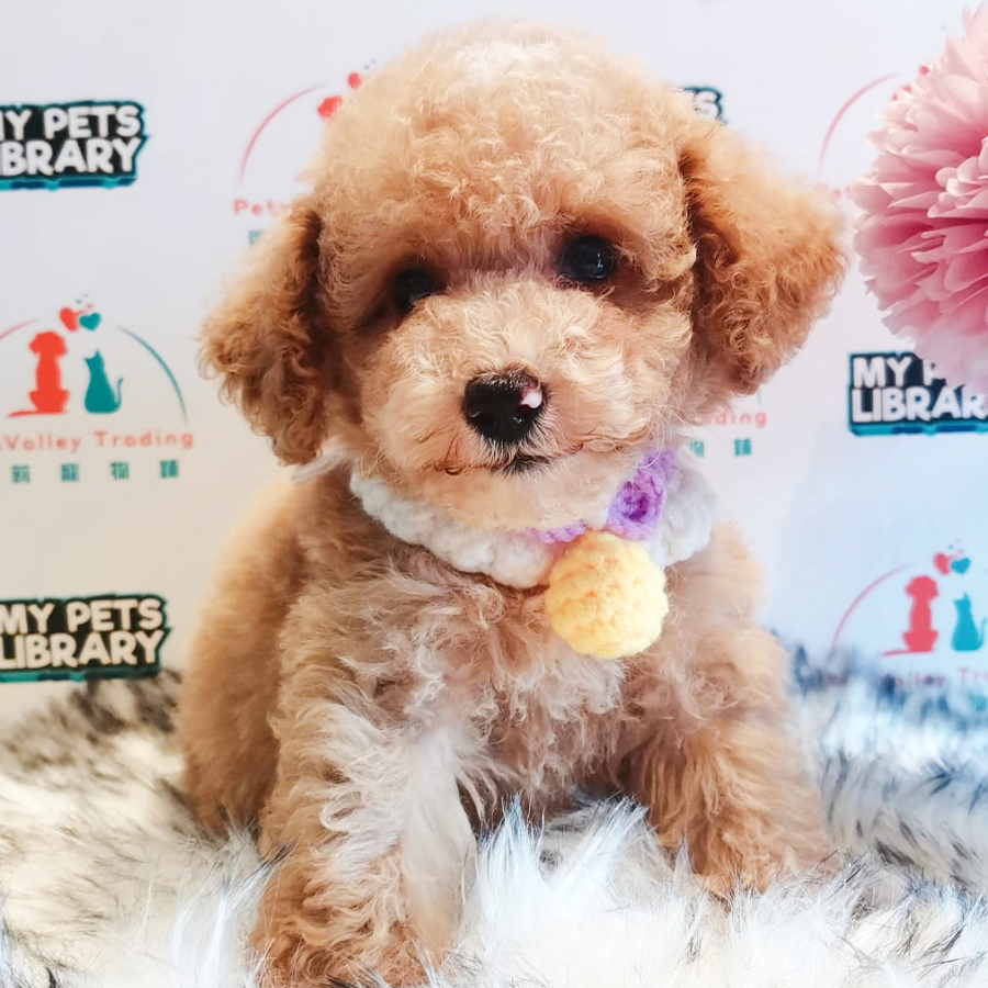 Toy Poodle Puppy (Female) For Sale
