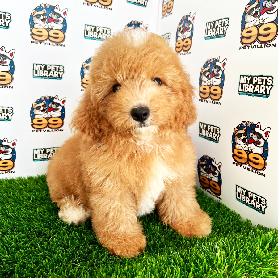 Toy Poodle Puppy (Male) For Sale