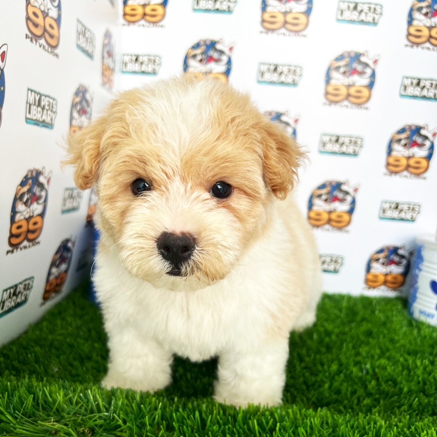 Toy Poodle Puppy (Male) For Sale