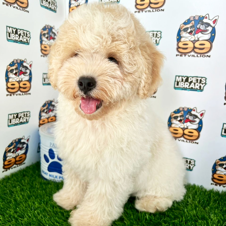 Miniature Poodle Puppy (Male) For Sale