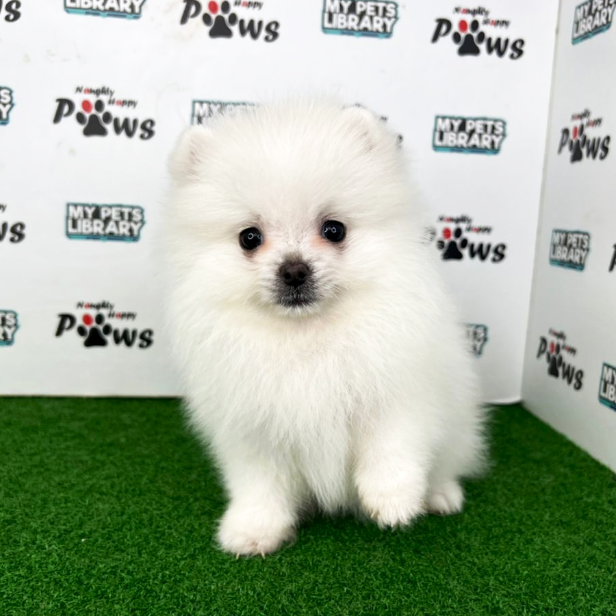 Pomeranian Puppy (Female) For Sale