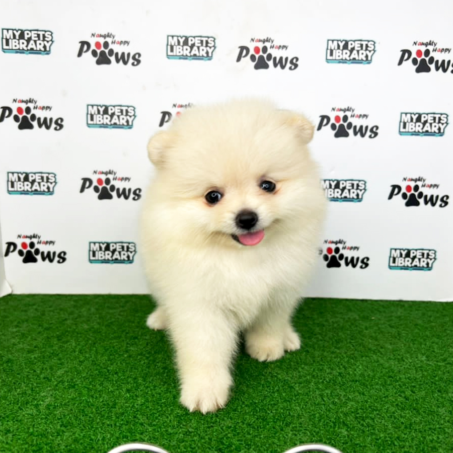 Pomeranian Puppy (Female) For Sale
