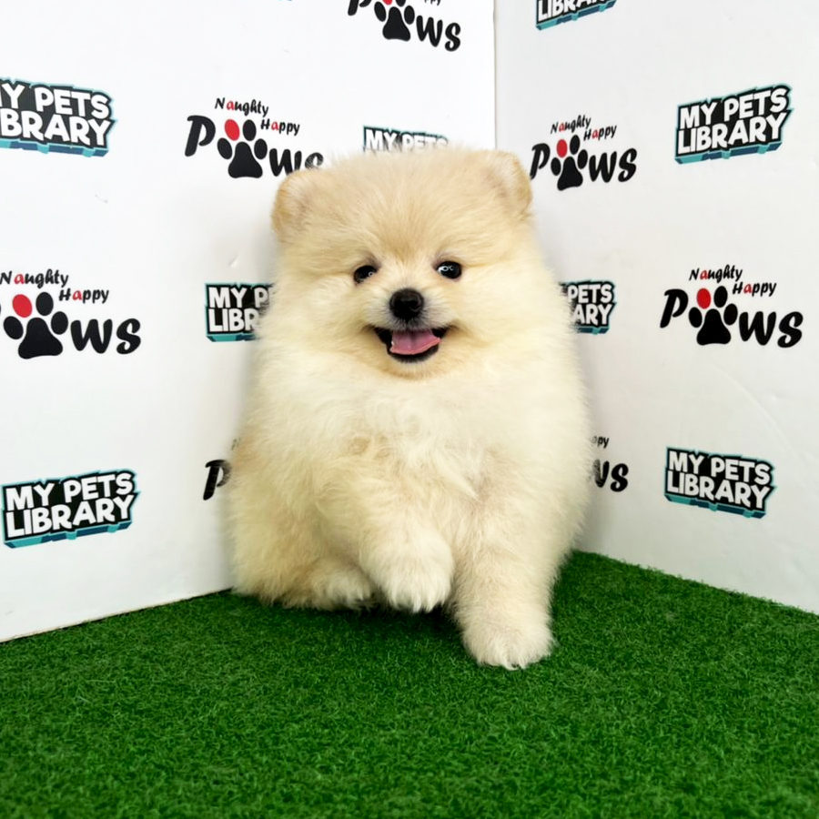 Pomeranian Puppy (Female) For Sale
