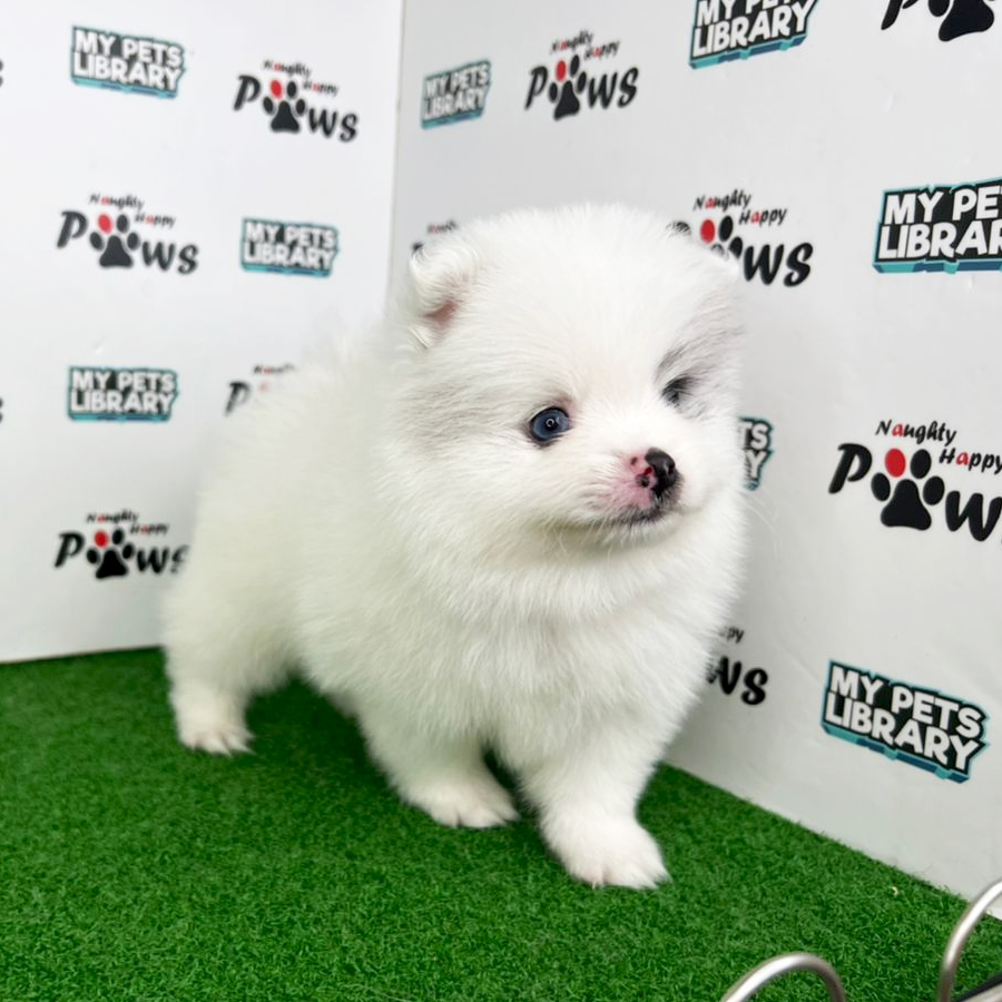 Pomeranian Puppy (Male) For Sale