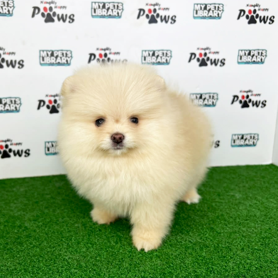 Pomeranian Puppy (Female) For Sale