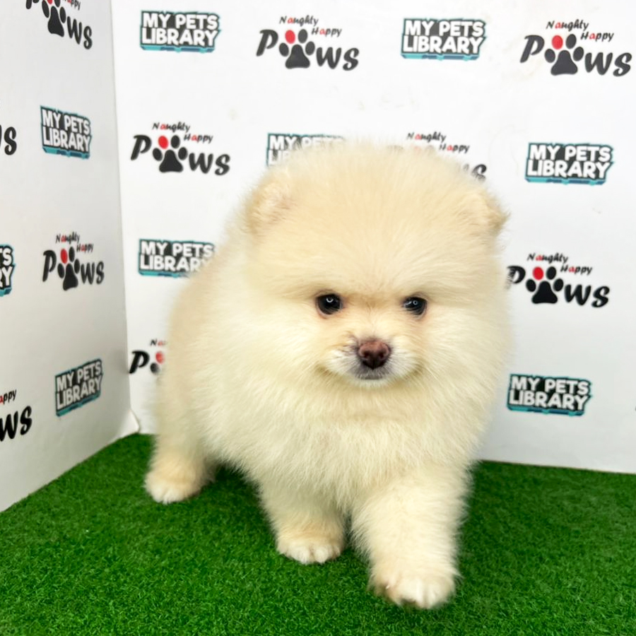 Pomeranian Puppy (Male) For Sale