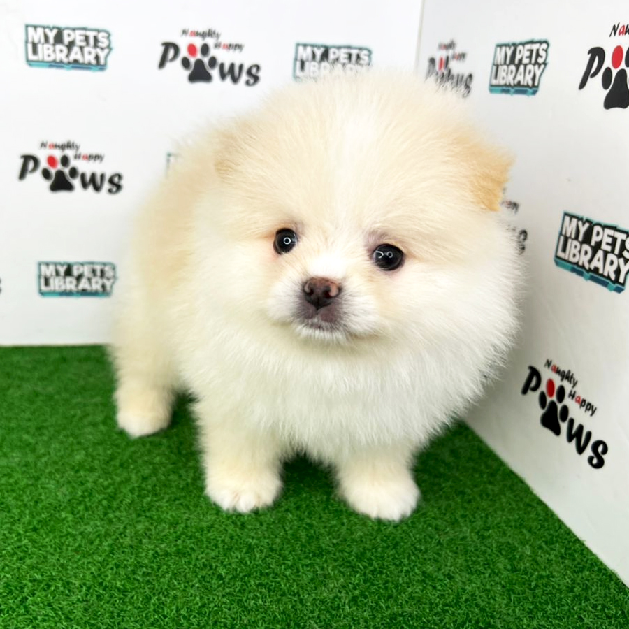 Pomeranian Puppy (Female) For Sale