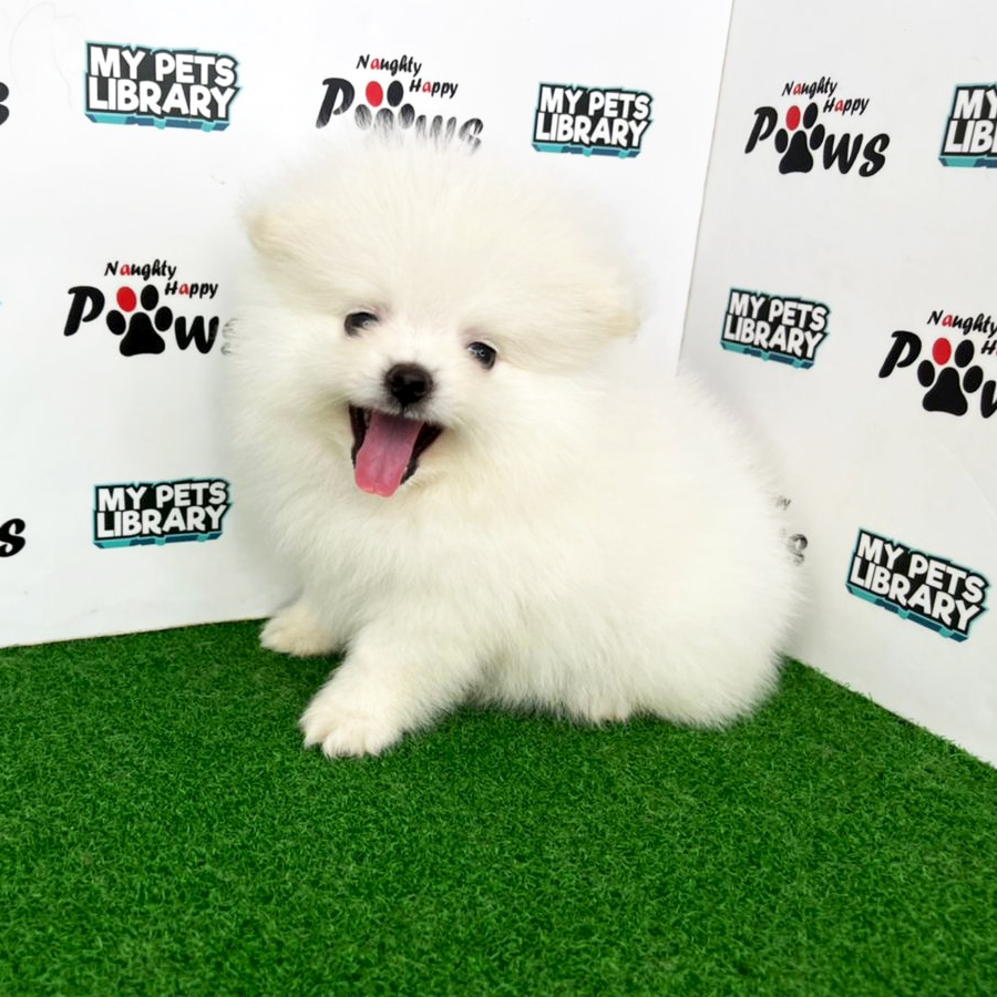 Pomeranian Puppy (Male) For Sale