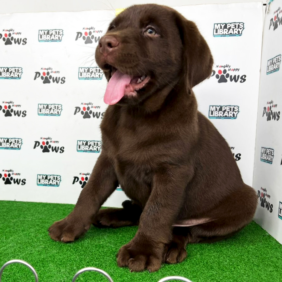 Labrador Retriever Puppy (Male) For Sale