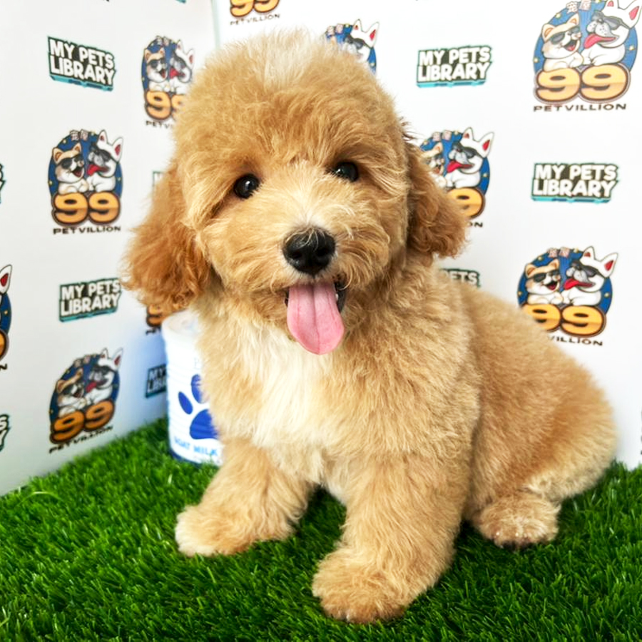 Miniature Poodle Puppy (Female) For Sale