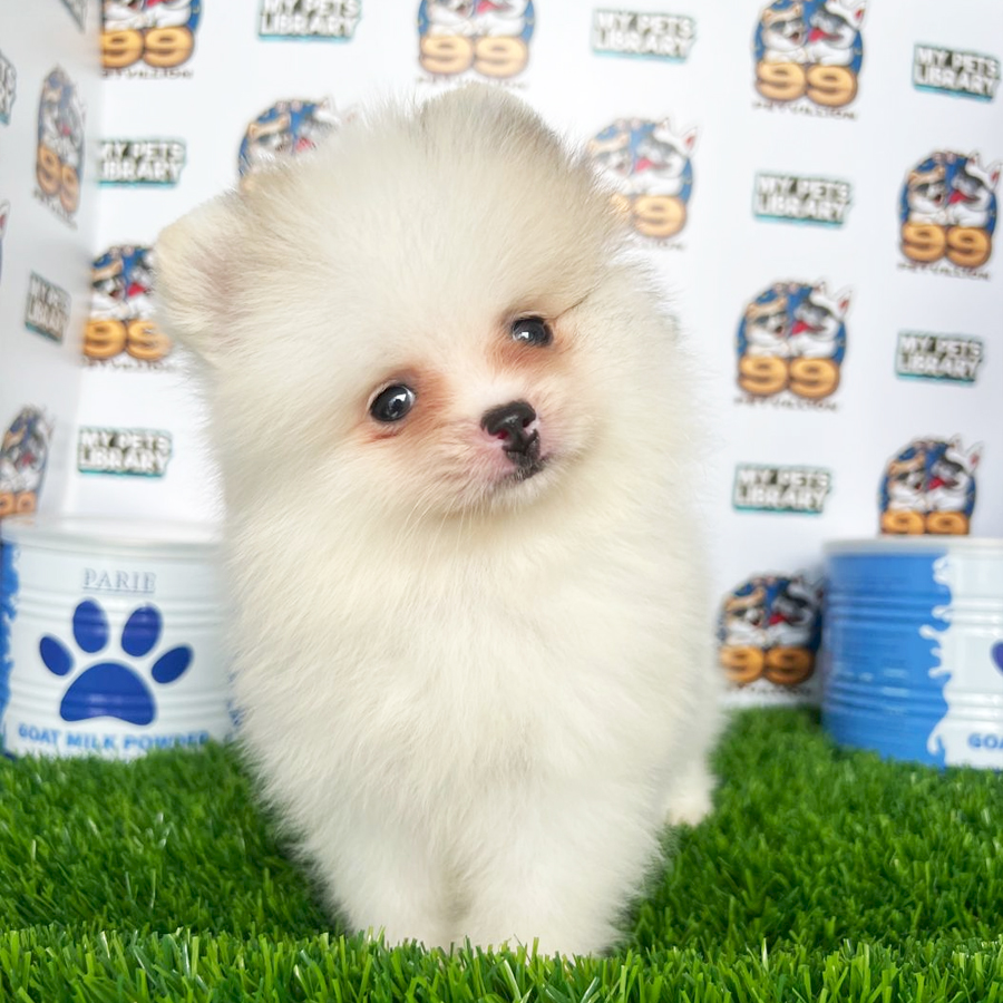 Pomeranian Puppy (Male) For Sale